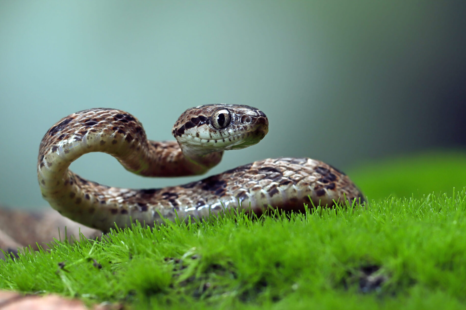 Uderz w trawę by wypłoszyć węża