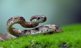 Uderz w trawę by wypłoszyć węża